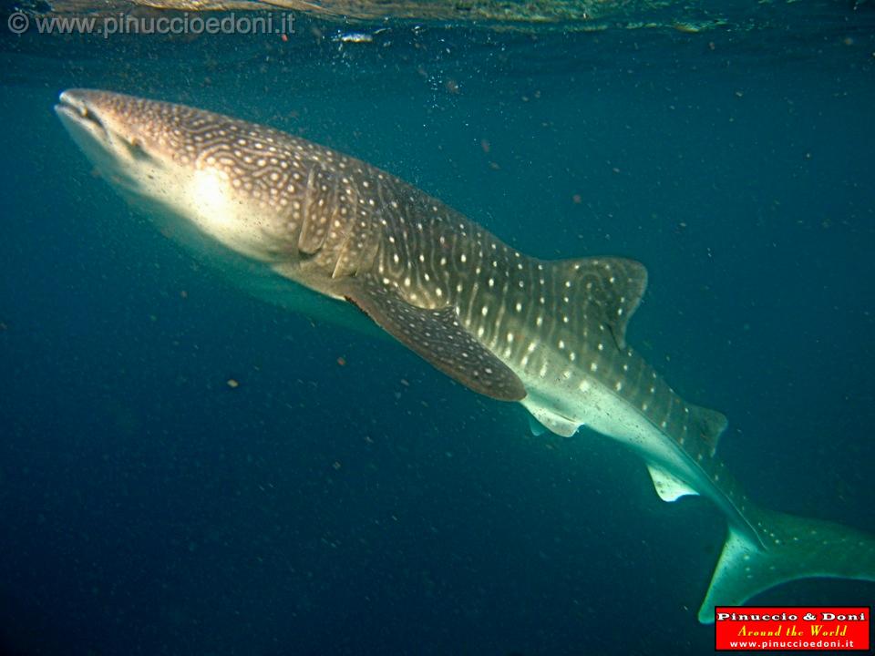 Djibouti - Gli Squali Balena di Gibuti - 04.jpg